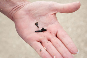 Shark teeth