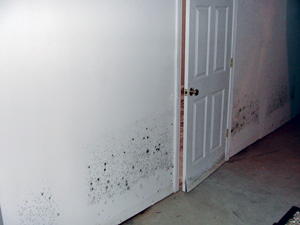 Moldy Drywall in a basement