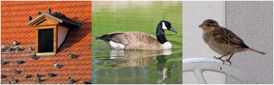 Professional Bird Control Specialist in NJ, PA, DE, MD, NY, CT, RI