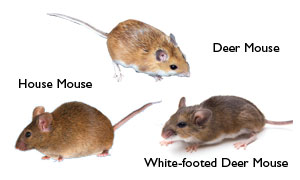 Mice Control In Monmouth Middlesex Mercer Ocean Counties NJ Mice Control In Monmouth Middlesex Mercer Ocean Counties NJ