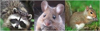 Wildlife Removal in New Jersey