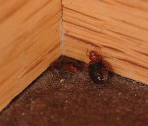 Bed bugs along baseboard in corner of room